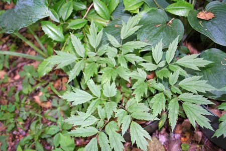 Native Plants - Cohosh Native Plants - Cohosh