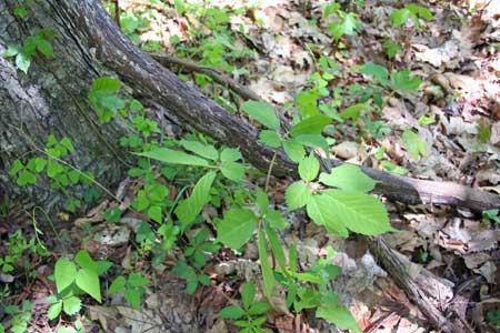 Native Plants -Ginseng Native Plants - Ginseng