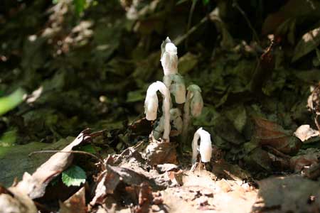 Native Plants - Indian Pipe Native Plants - Indian Pipe