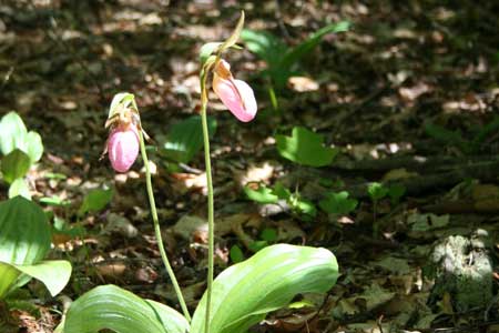 Native Plants - Lady Slipper Native Plants - Lady Slipper