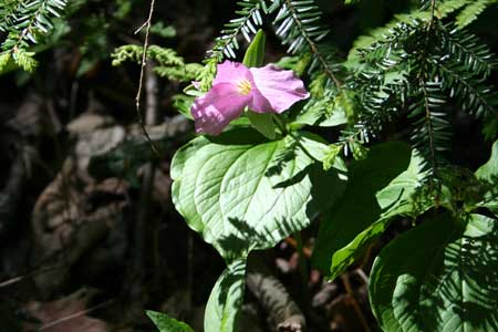 Native Plants - Pink Trillium Native Plants - Pink Trillium