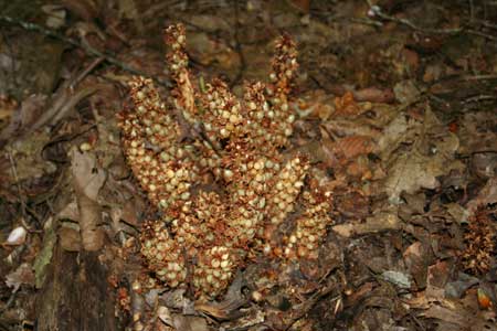 Native Plants - Squaw Root Native Plants - Squaw Root