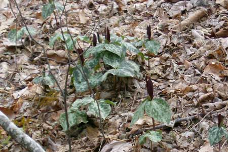Native Plants - Toad Shade Native Plants - Toad Shade