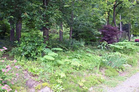 Woodland Garden with Winding Paths