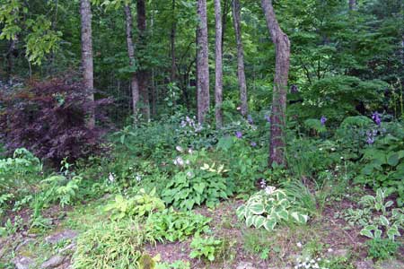 Woodland Garden with Winding Paths
