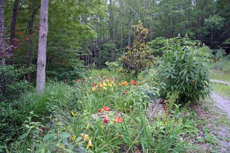 Woodland Garden with Winding Paths