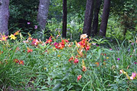Woodland Garden with Winding Paths