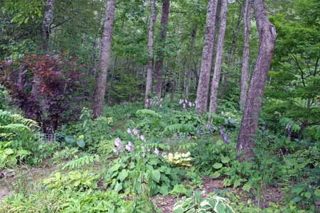 Woodland Garden with Winding Paths