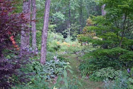 Woodland Garden with Winding Paths
